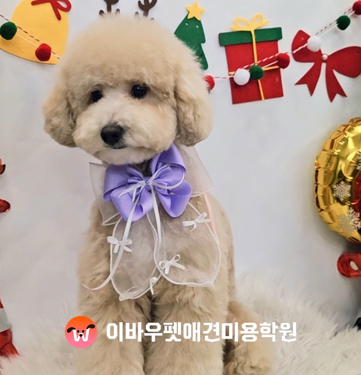 이바우펫 신림 캠퍼스 푸들 미용 실제 사진