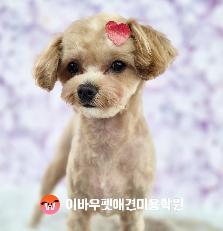 이바우펫 신림 캠퍼스 미용 결과 실제 사진