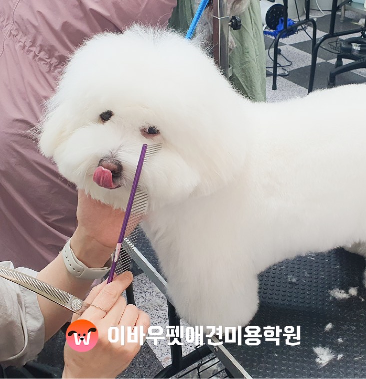 이바우펫 일산 캠퍼스 가위 실습 실제 사진
