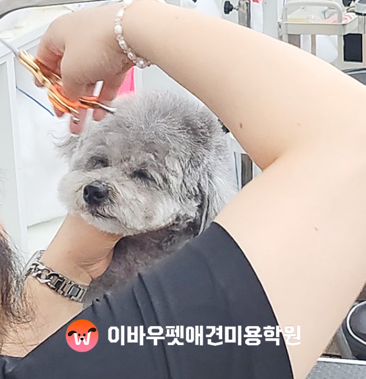이바우펫 종로 캠퍼스 가위 실습 실제 사진